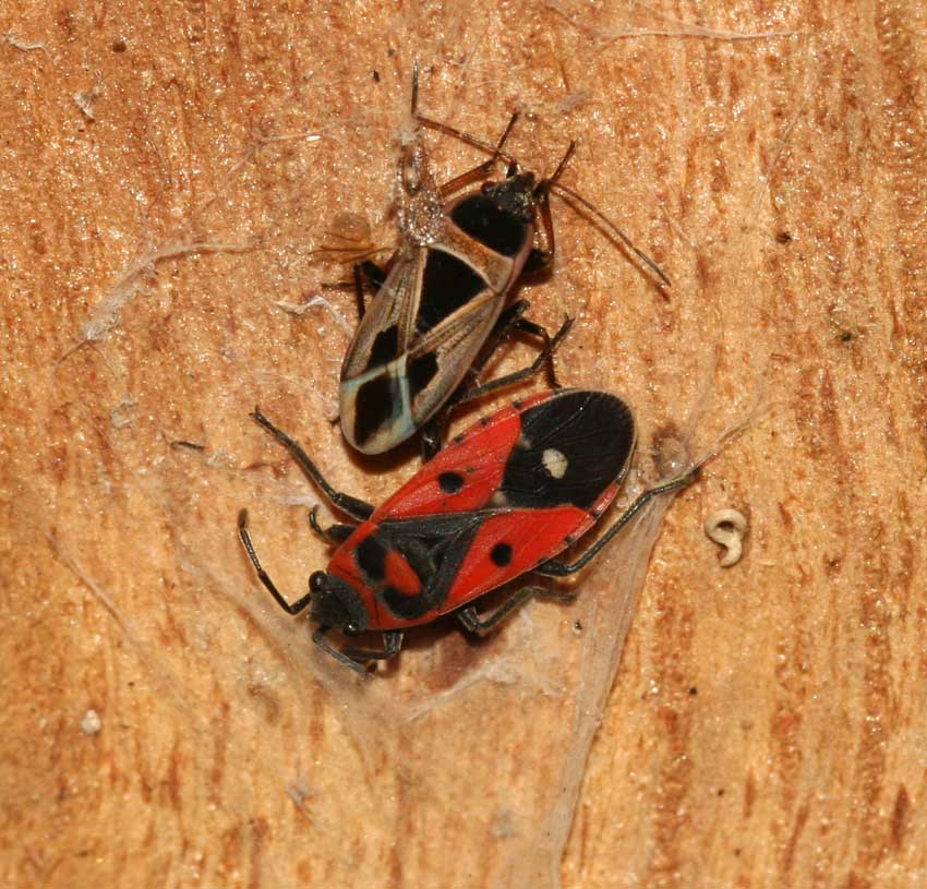 Lygaeidae e Pyrrhocoridae coinquilini.